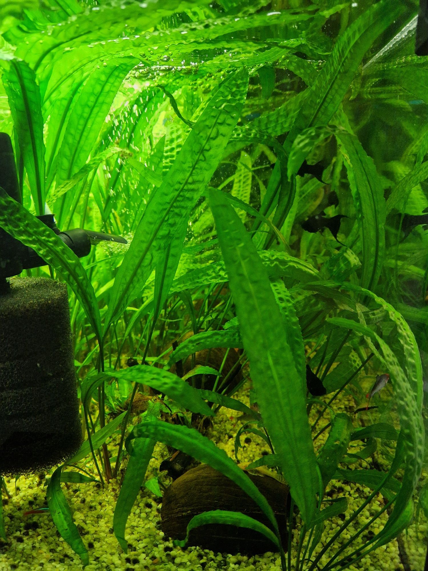 Żabienice Echinodorus kryptokoryna karbowana  rośliny do akwarium