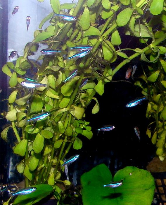 Neon zielony simulans