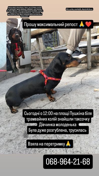 Нашли собаку на Пушкина