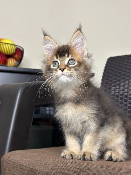 Volt-Kocurek Maine Coon