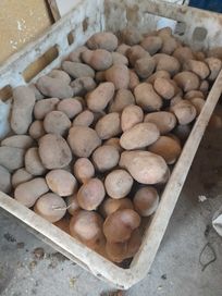 Ziemniaki sadzeniaki oberon bez nawizow na oborniku, male do nasienia