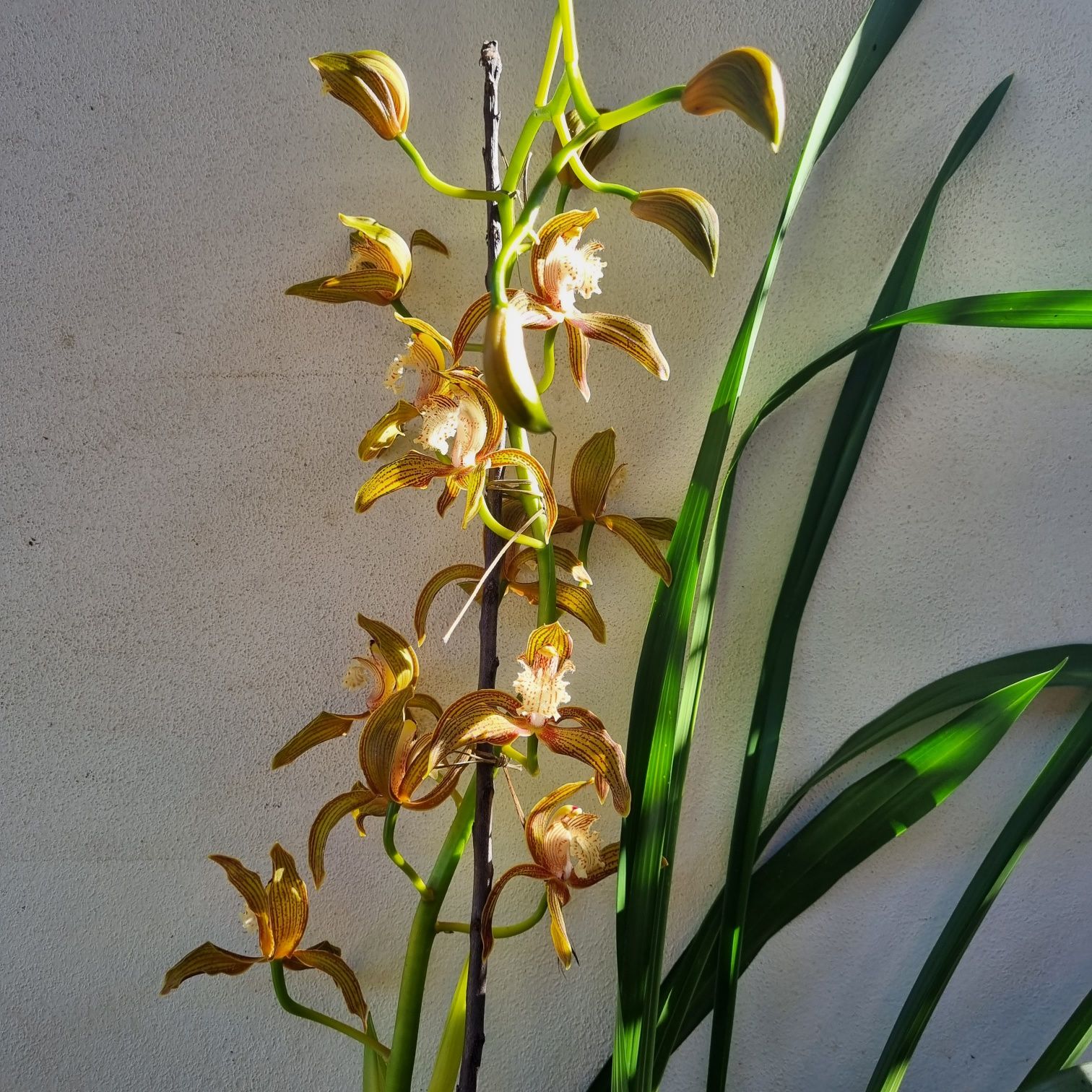 Orquídea pendular