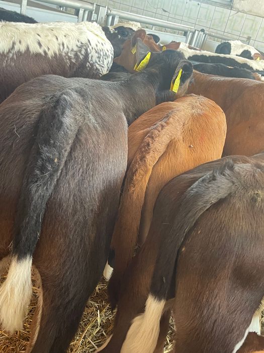 Sprzedam cielaki mięsne byczki jałóweczki