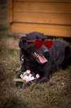 Max- wierny pies w typie labradora szuka domu