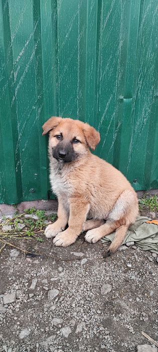 Продам цуценя помісь нім.вівчарки і алабая