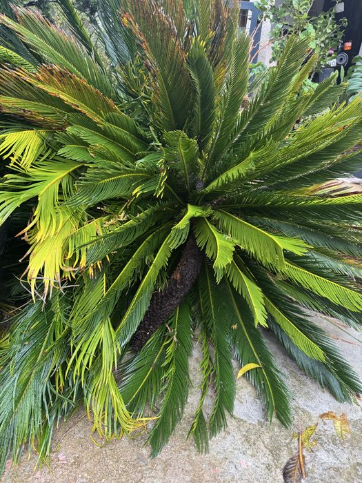 Syca ( já arrancada)