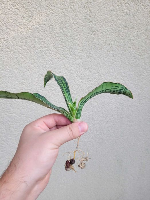 Sansevieria Cleopatra