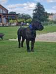 Szczenię Bullmastiff super rodowód FCI
