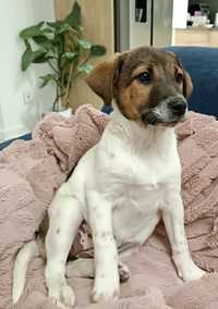 Jack Russell Terrier suczka Bastria