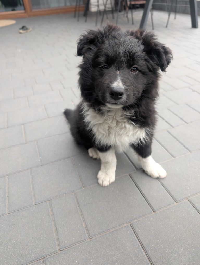 Sprzedam pieska rasy border collie z rodowodem