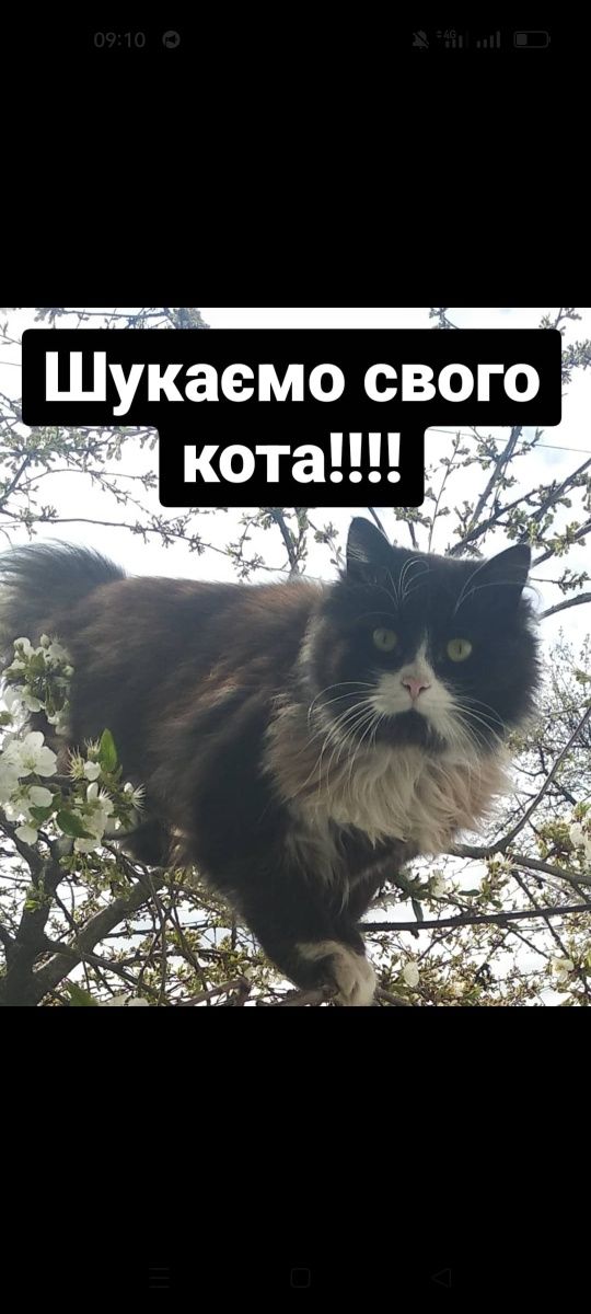 Шукаємо свого кота !!! Вік 5років