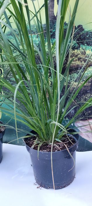 Кортадерія Рожева ( пампасна трава ) Контейнер 3л.