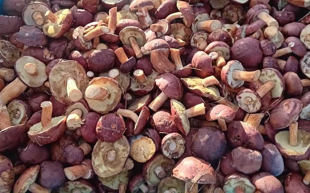 Podgrzybki w całości.