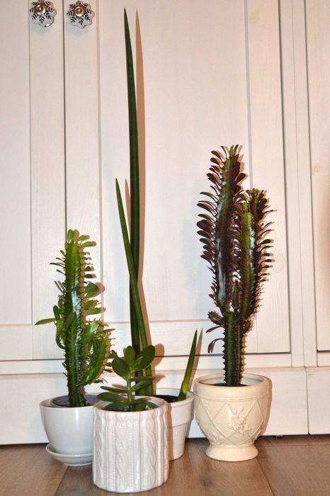 Kolekcja 4 sukulentów na słoneczny parapet