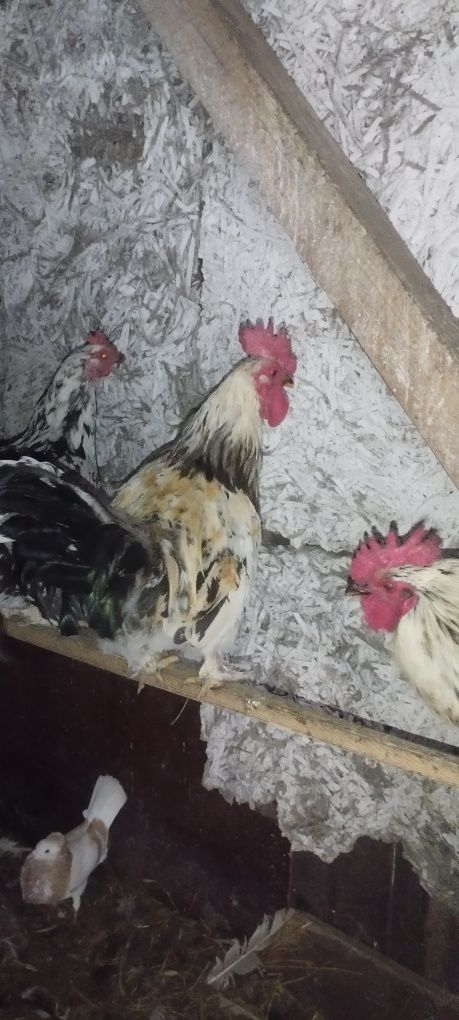 Sprzedam kogutki liliputki