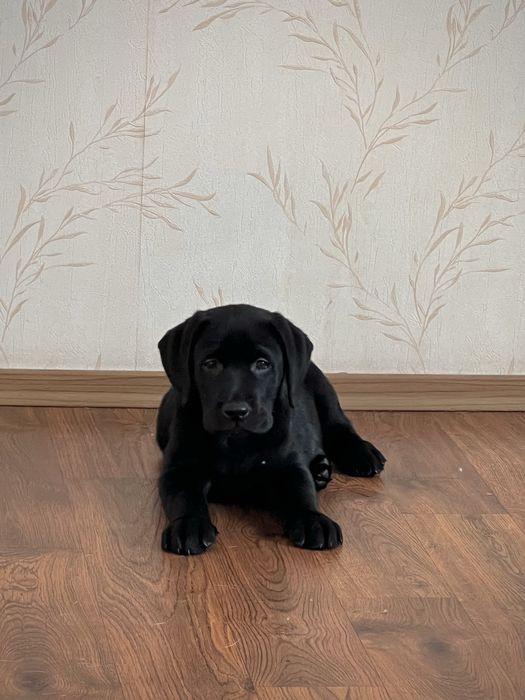 Щенки лабрадора с прививками, документами WKU, KKU. 3 месяца