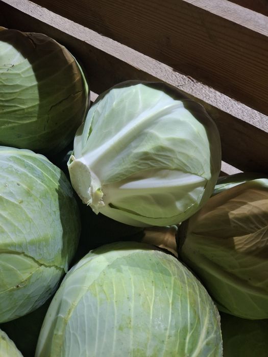 Kapusta biała głowiasta