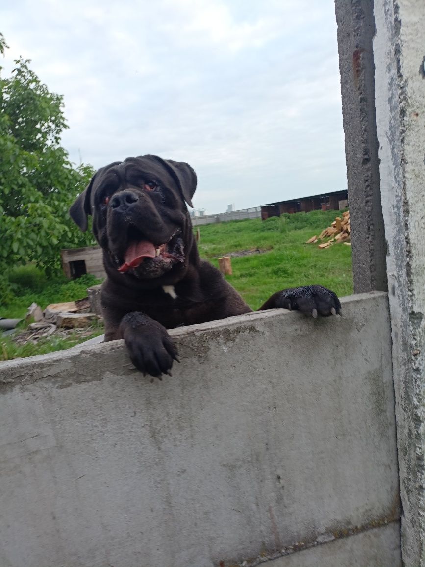 Reproduktor Cane Corso