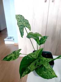 Syngonium Mohito