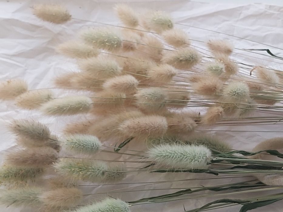 Лагурус (заячий хвостик) для букетів, флористичних композицій, дідухів