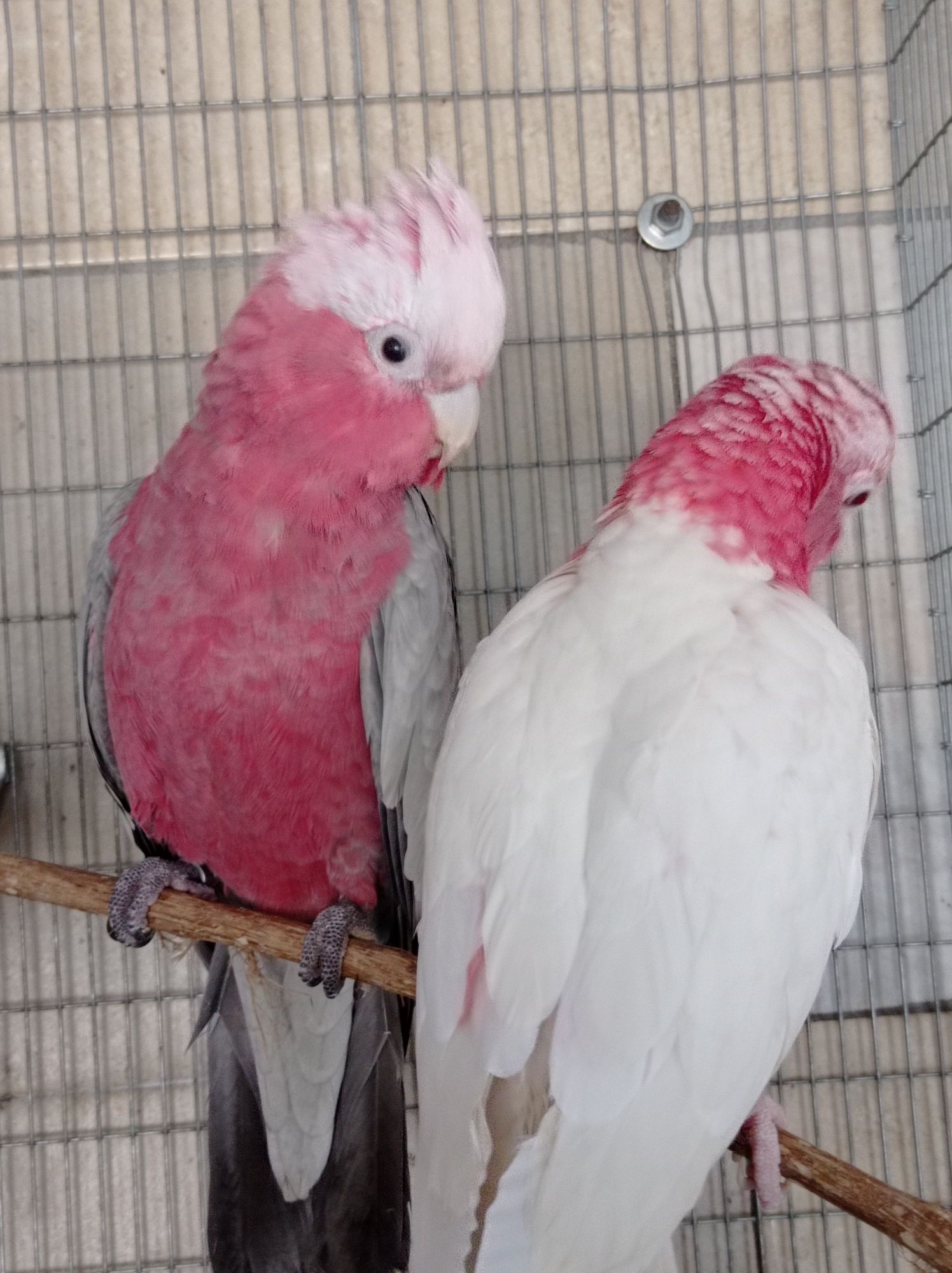 Casal Cacatuas galah