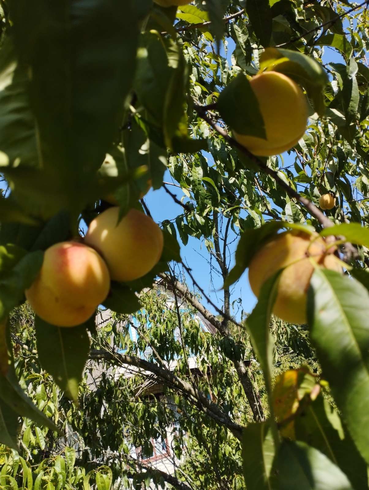 Продаж дивовижної дачі в Сунках Смілянського району