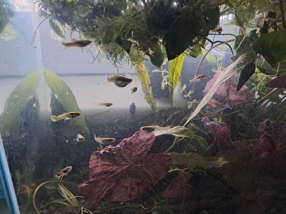 Guppys endler lindos - trio