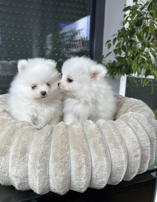 Pomeranian szpic miniaturowy xxs bardzo mały biały znakomite geny