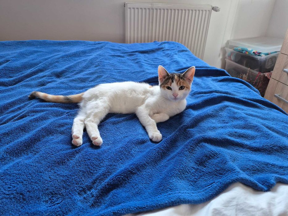 Jutrzenka czeka na dom