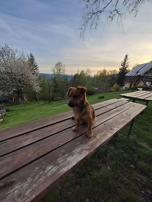 Domki do wynajęcia w  górach.