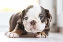 Buldog angielski - urocza sunia Big Bang Theory - choco tri