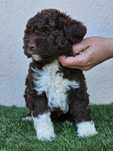 Lagotto romagnolo- piękny piesek