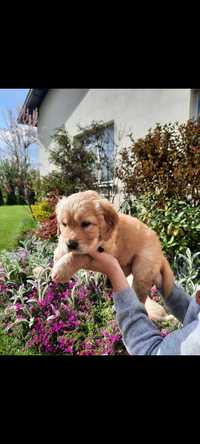 szczeniak Golden Retriver