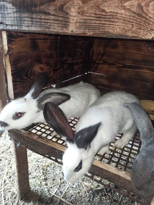 Продам молодих кроликів