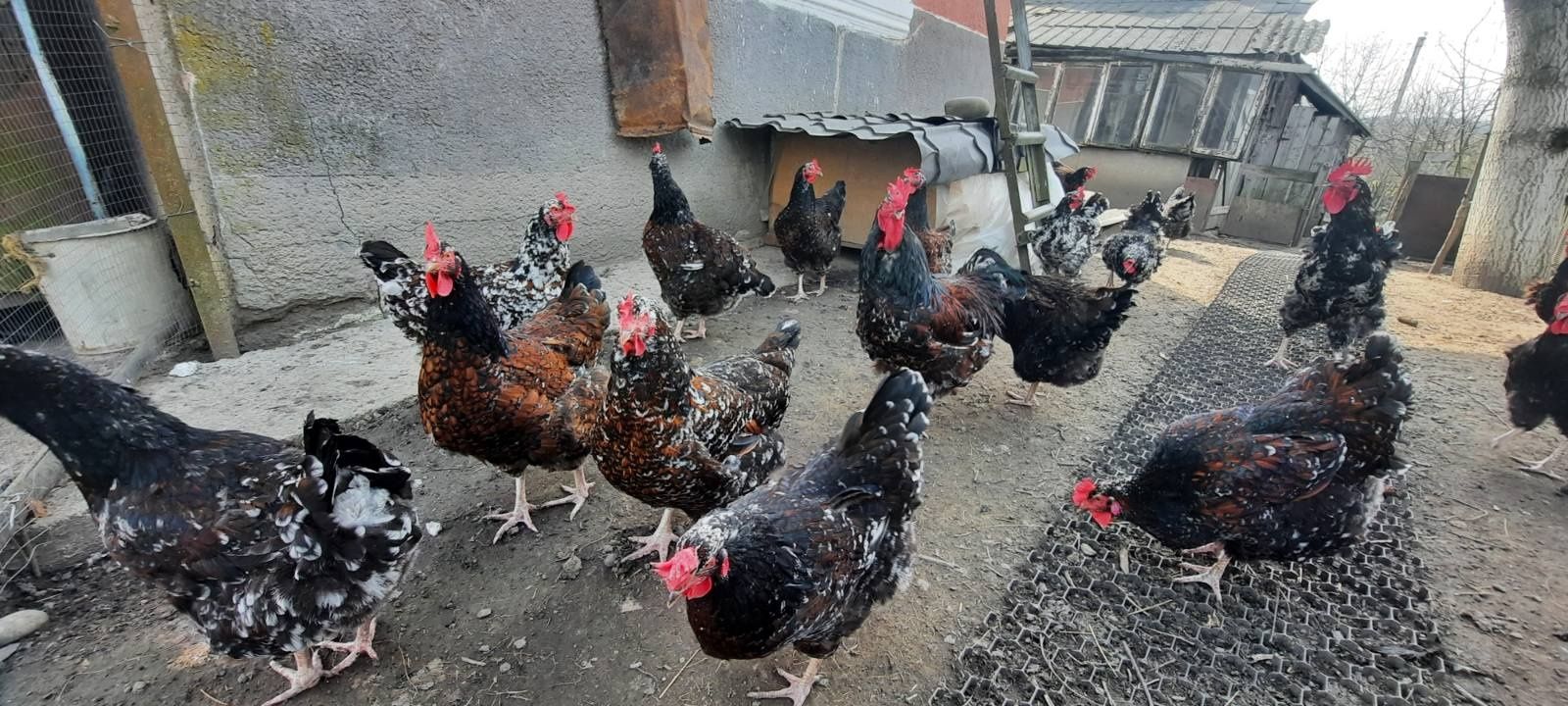 Інкубаційне яйце Лівенська ситцева.