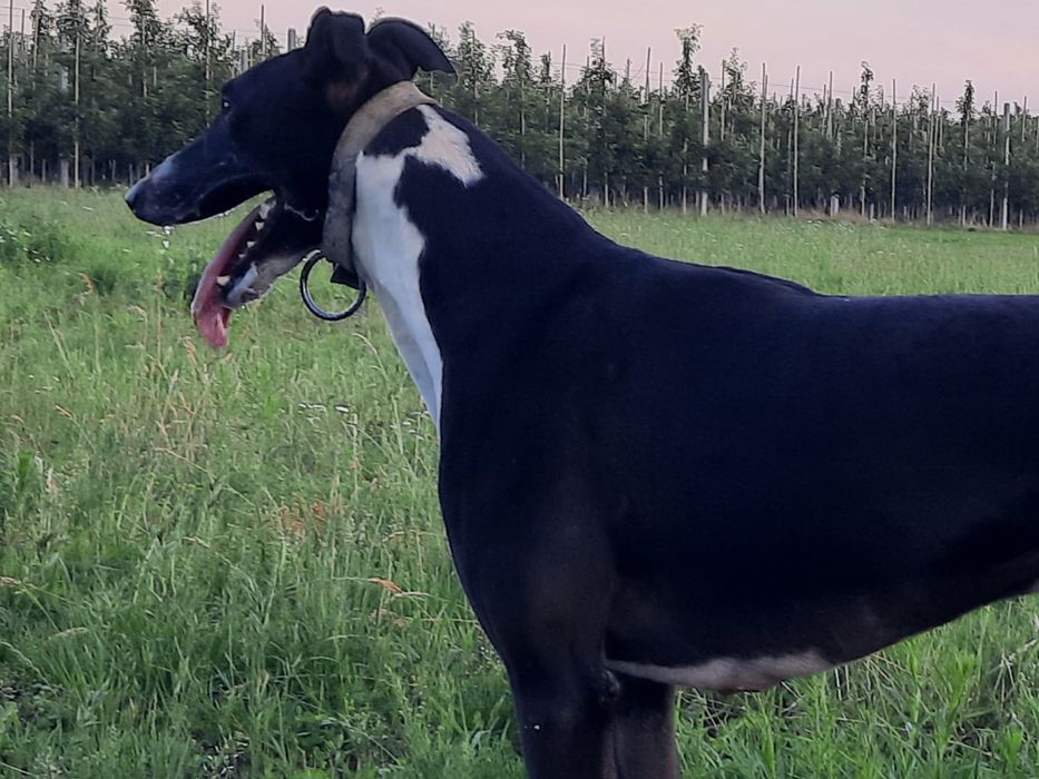 Chart angielski greyhound suczka