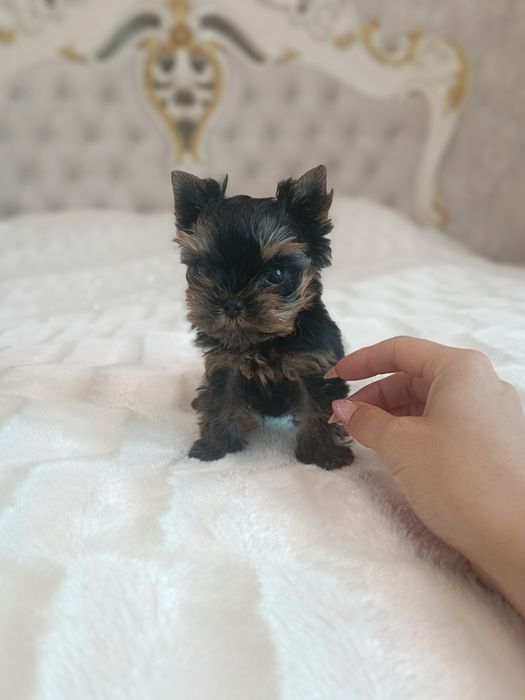 Миники детки Йорка