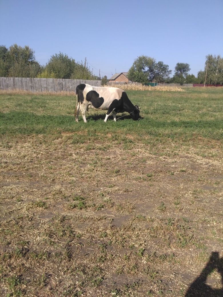 Продам корову тільну