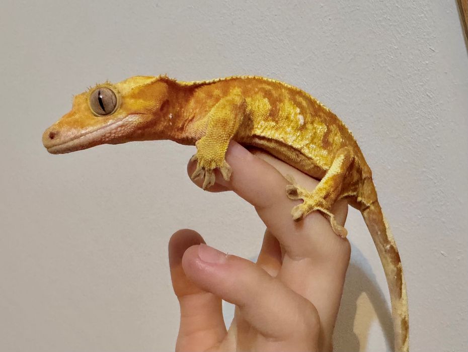 Gekon Orzęsiony Orzęsek