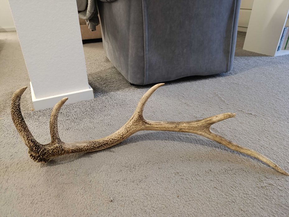 Poroże jelenia 1,3 kg