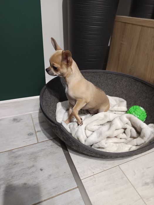 Sprzedam chihuahua