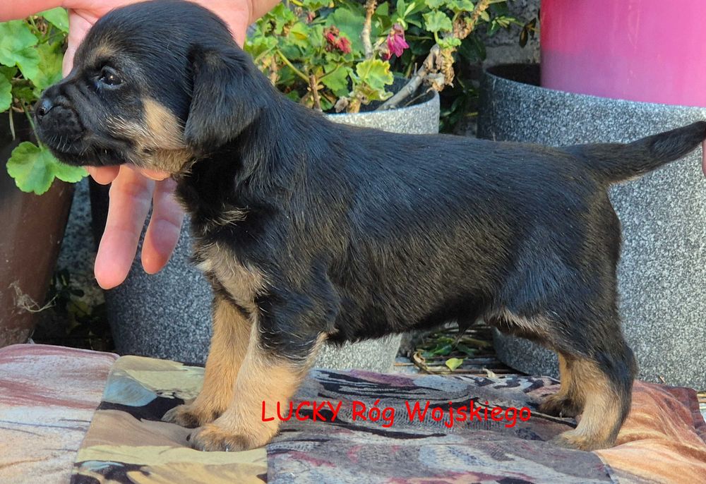 Border Terrier - piesek rodowodowy (FCI)
