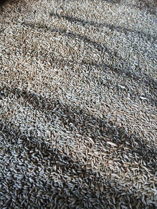 Pszenżyto ozime, żyto hybrydowe, pszenica