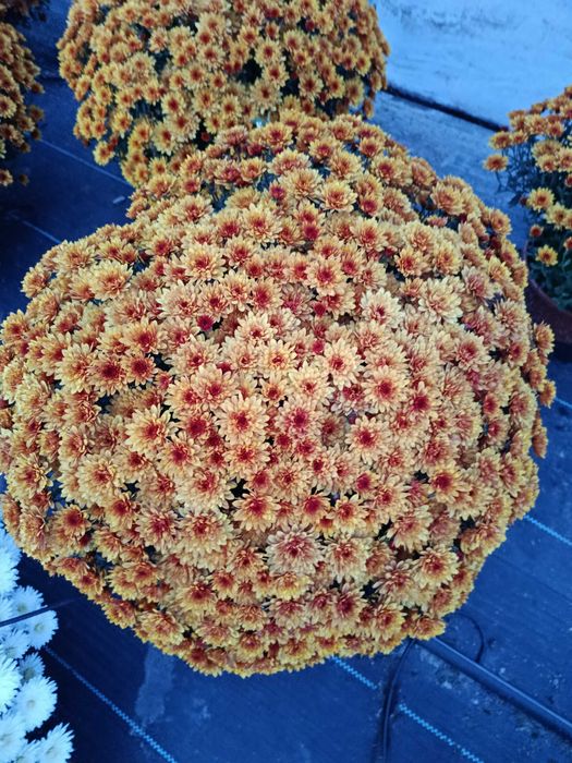 Chryzantemy drobnokwiatowe i wielkokwiatowe