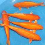 Rybki do oczka Japonskie Karpie koi import