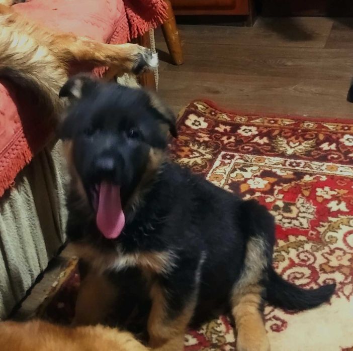 Крупные девочки и мальчики стандарт.