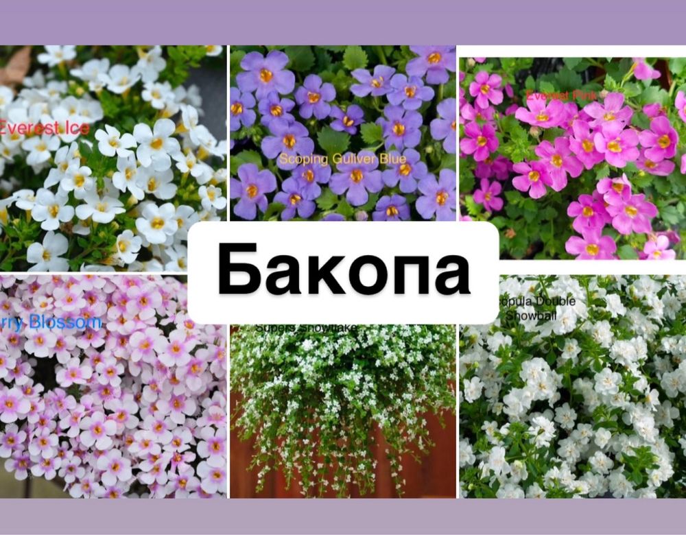 Акція розпродаж розсади сурфінія калібрахоа фуксія бакопа пеларгонія