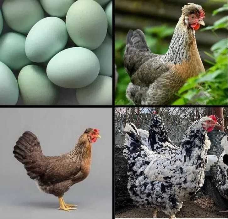 Green shell zielone jajka kurki kury dark schell tęczanki tęczówka