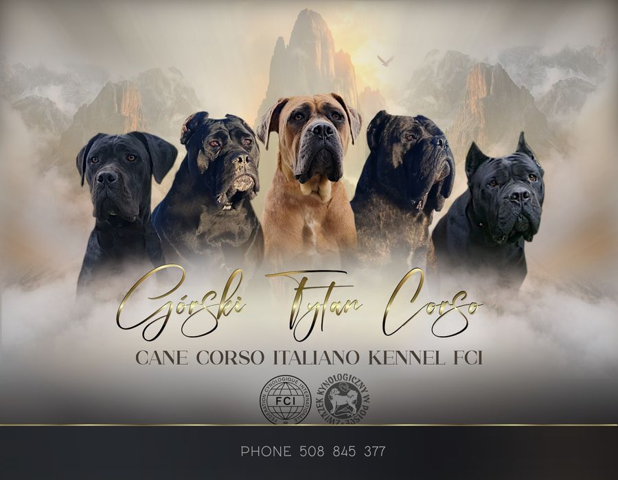 Cane Corso Italiano Zkwp FCI