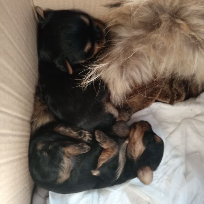 Щенки йоркширського тер'єра, Запоріжжя!